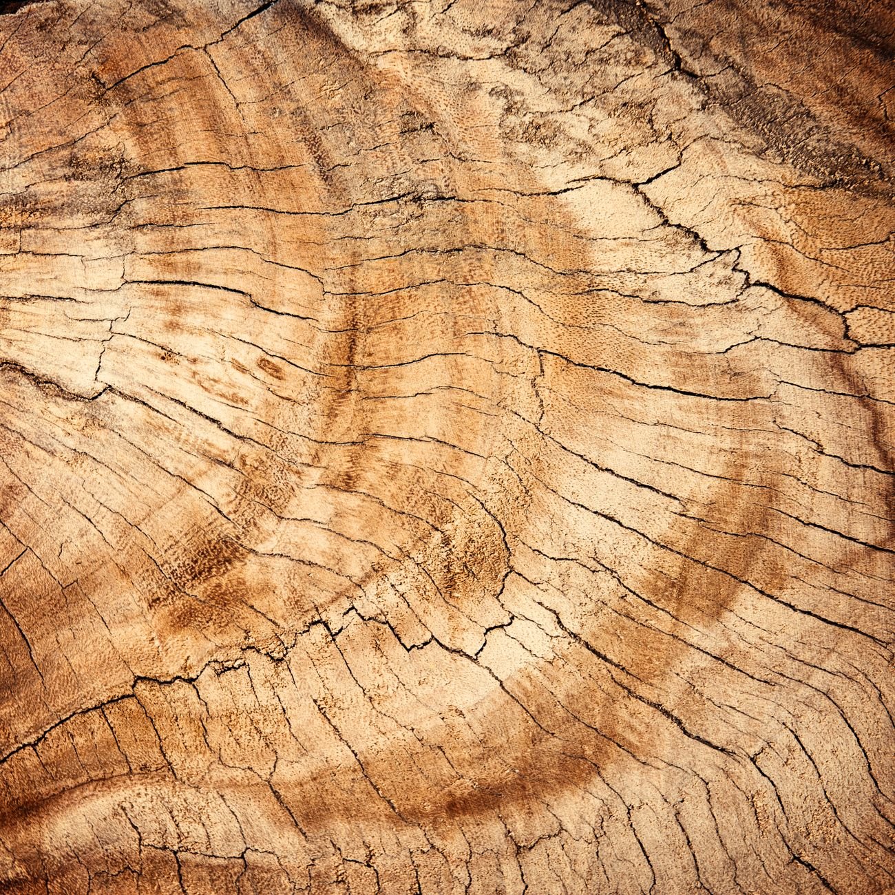 Close-up of warm timber wood grain showing natural rings and texture